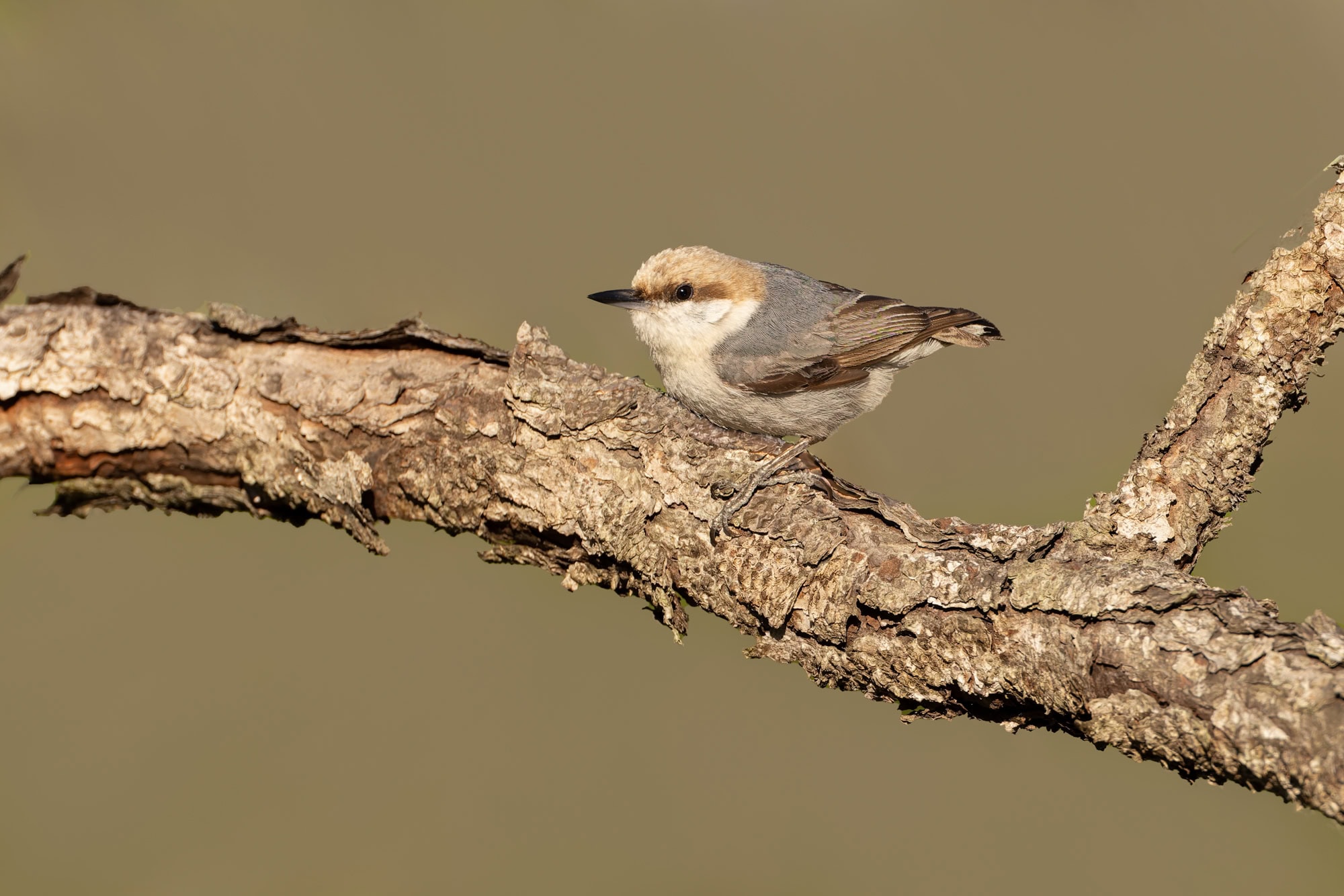 bird of florida image 34